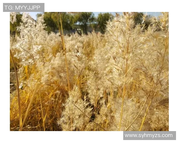 与赵芳畅聊排球生涯的点滴回忆与成长历程